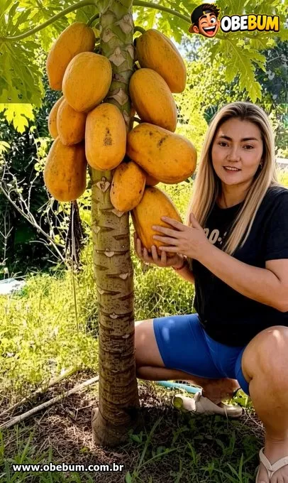 A minha fruta preferida sempre foi o mamão.