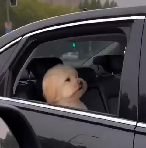 Cachorro olhando pela janela do carro com expressão engraçada e debochada