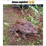 Meme engraçado de sapo com outro sapo maior, fazendo piada sobre tamanho e coragem.